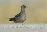 Long-tailed Jaeger